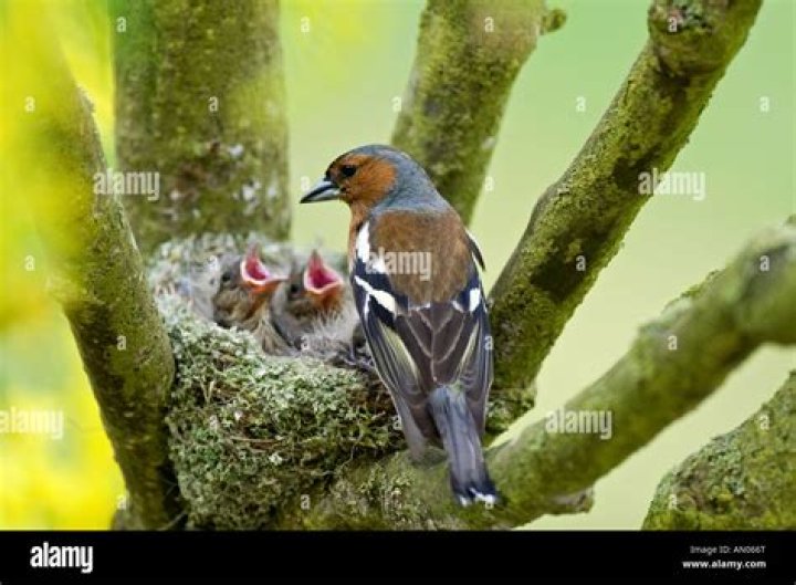 When do chaffinch nest?