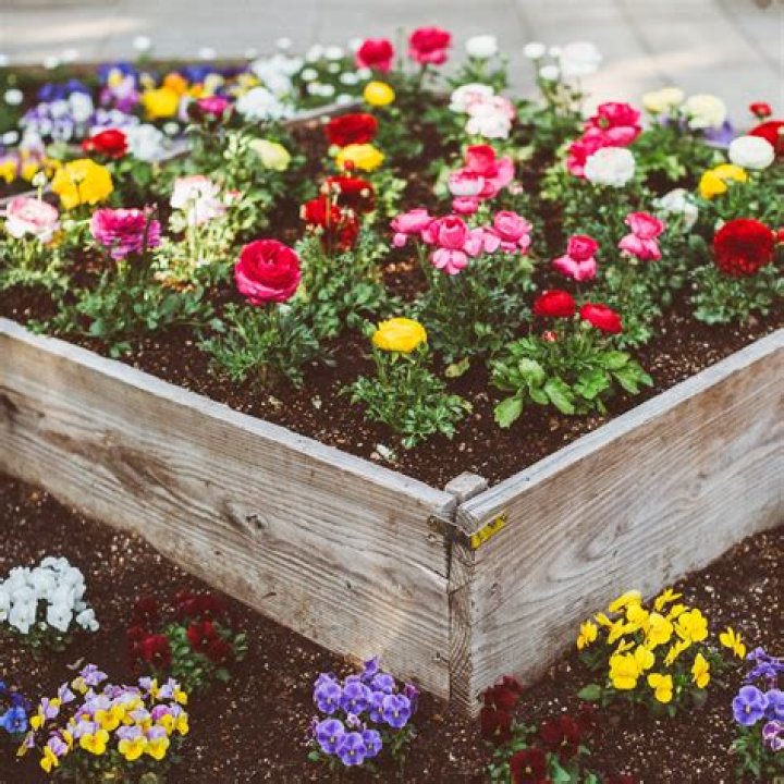 When do cobaea flower?