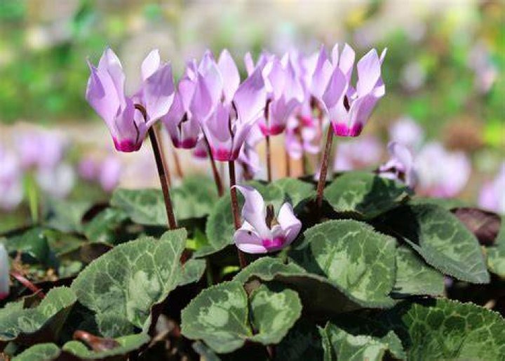 When do cyclamens flower in sydney?