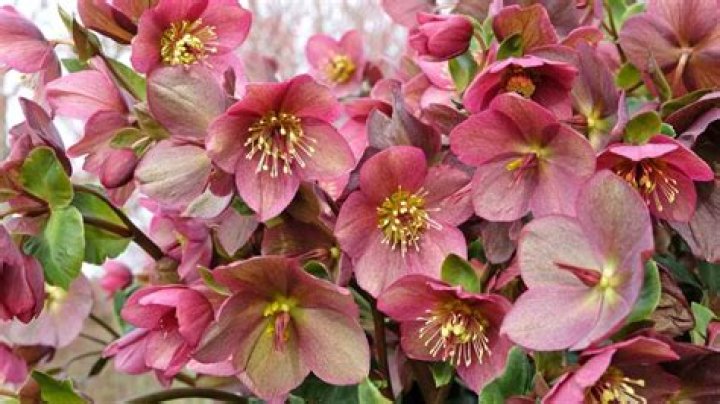 When do lenten roses bloom?