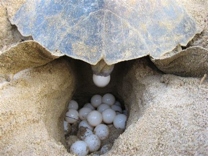 When do loggerheads lay their eggs?