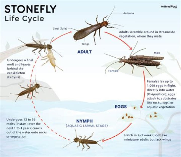 When do stoneflies emerge?