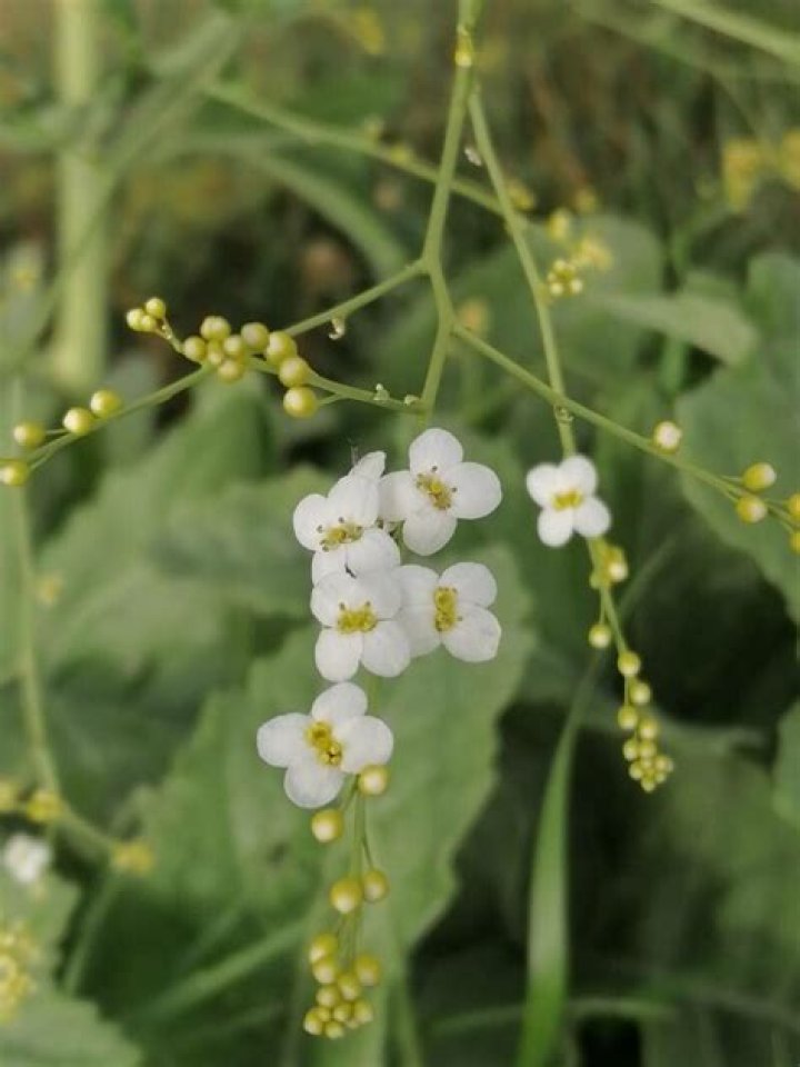 When does crambe cordifolia flower?