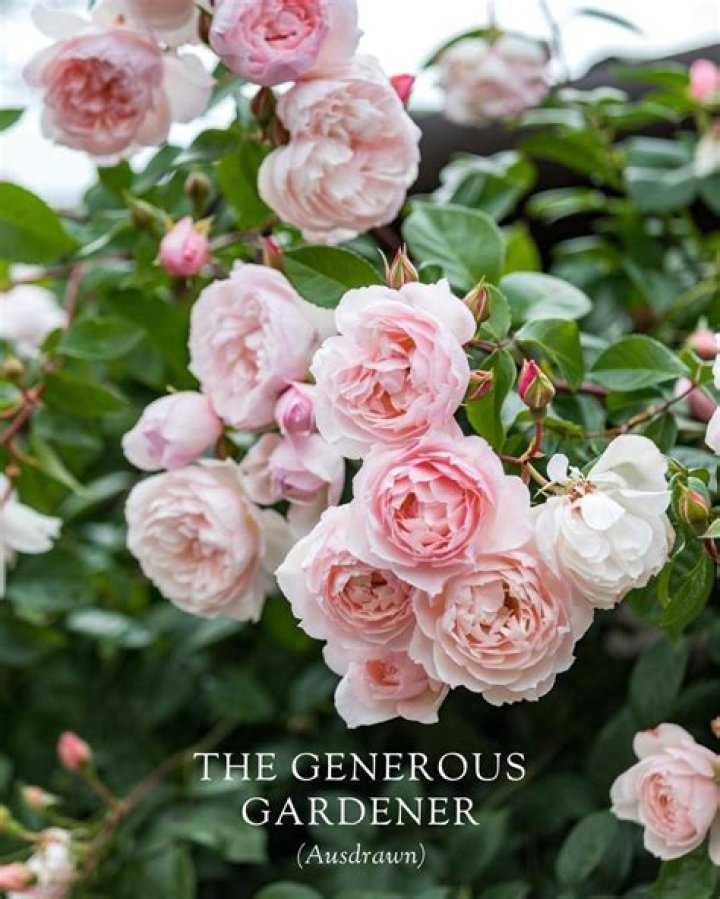 When does generous gardener flower?