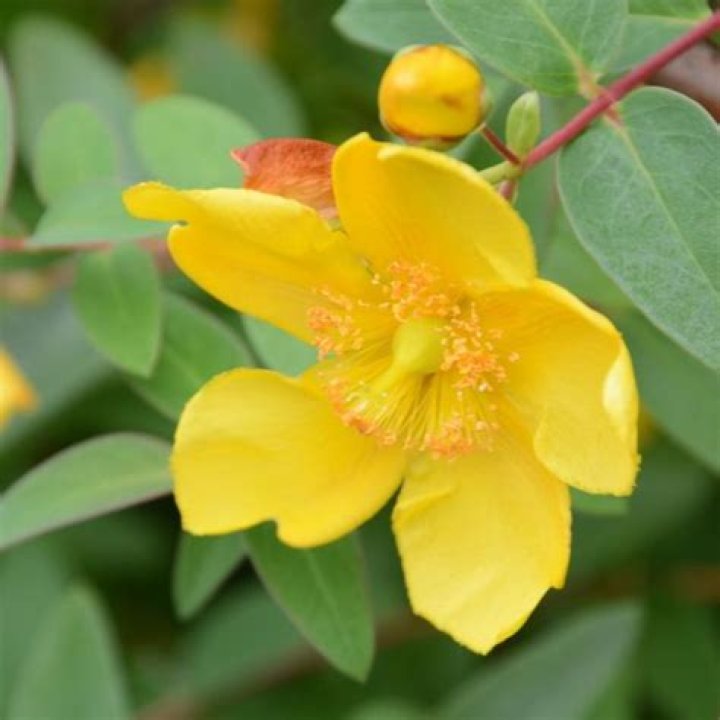 When does hypericum hidcote flower?