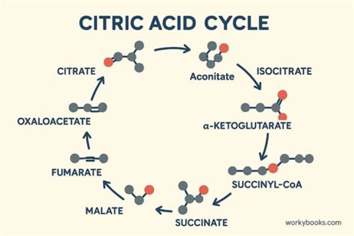 When does isomerization occur?
