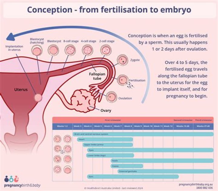 When does pregnancy conception start?
