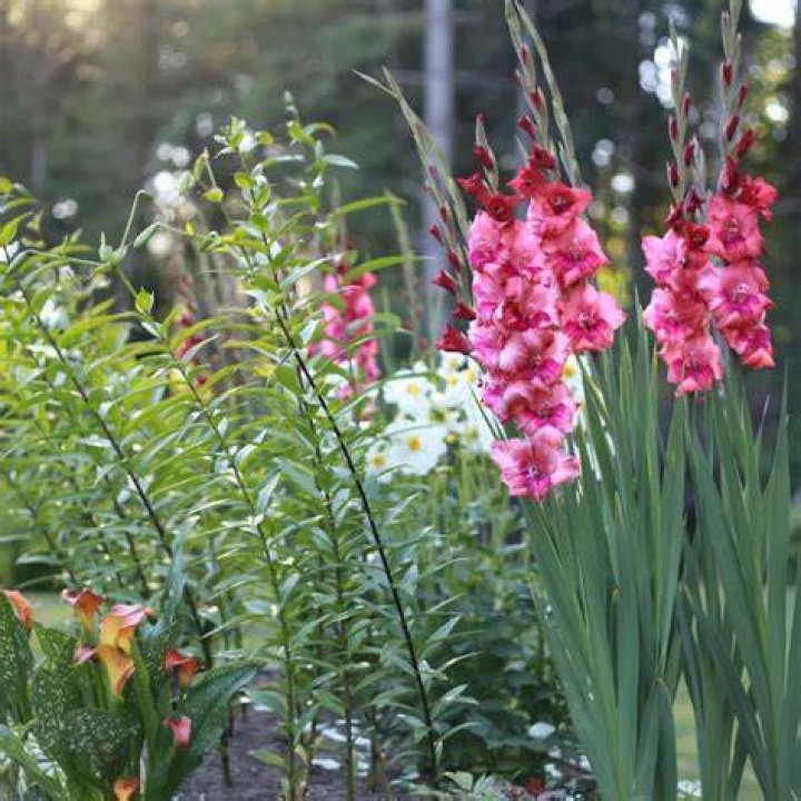 When should gladiolus be planted?