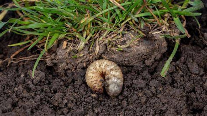 When should you treat for grub worms?