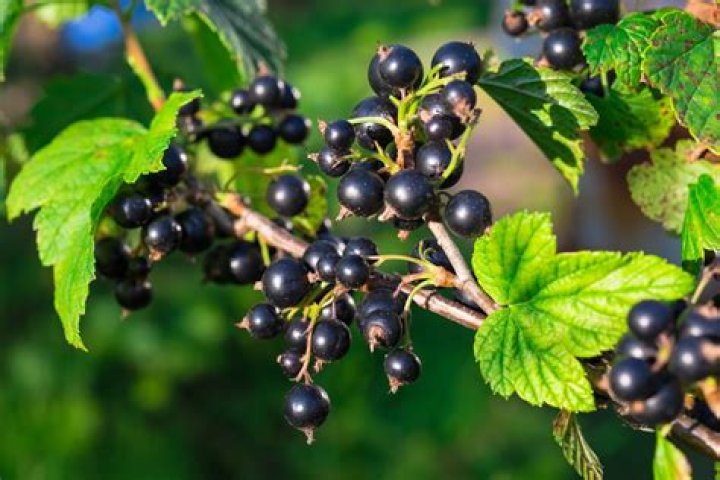 When to move blackcurrant bushes?