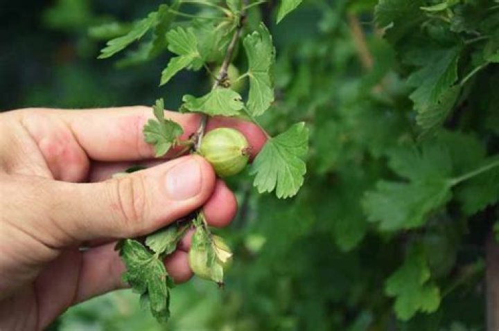 When to pick gooseberries uk?
