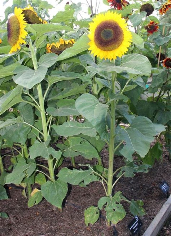 When to plant helianthus annuus?