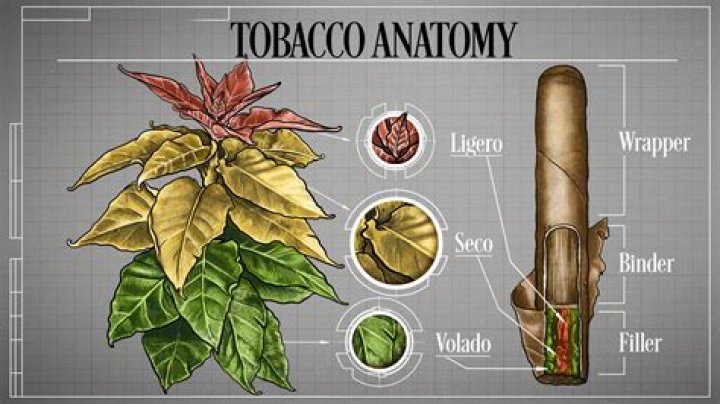 When tobacco came to europe?