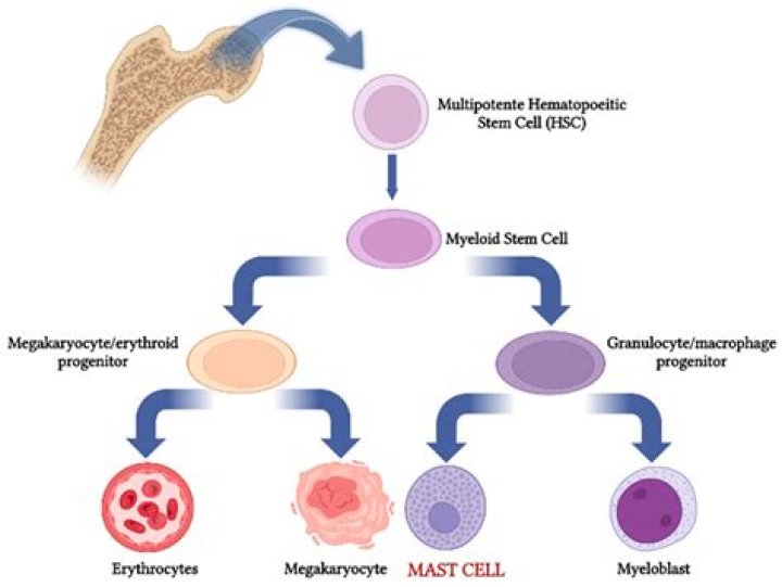 Where are basophils made?