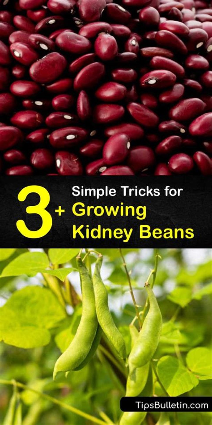 Where are kidney beans from?