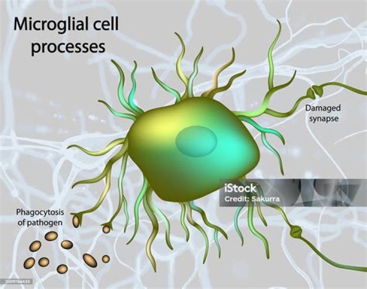 Where are microglial cells found?