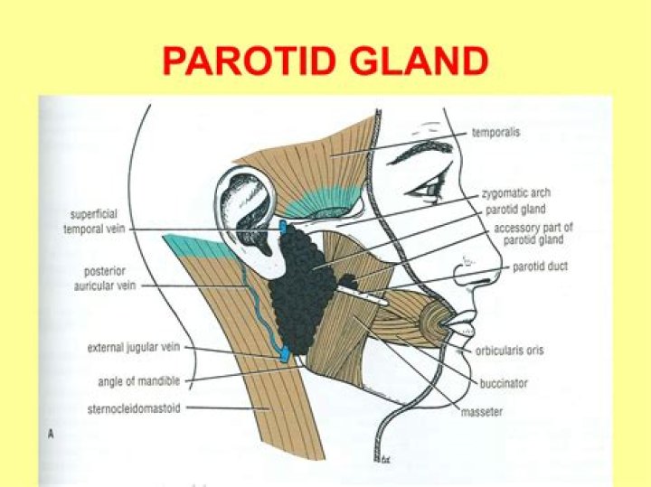 Where are the parotid located?