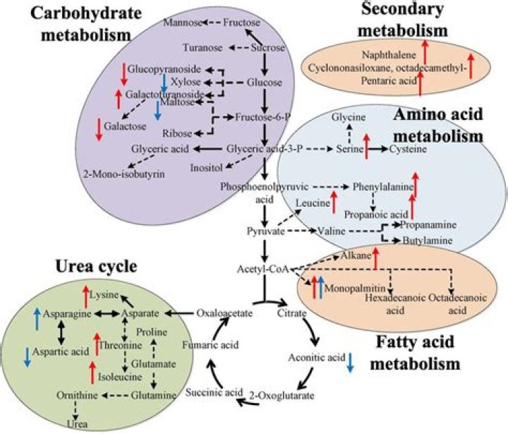 Where are the two components of metabolism?
