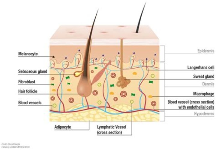 Where can keratohyalin be found?