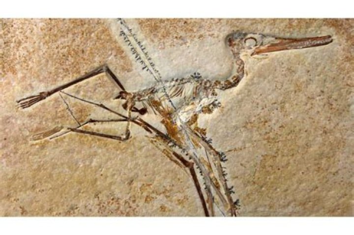 Where can pteropod be found?