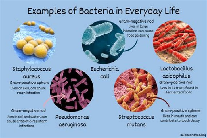 Where do acidophilic bacteria live?
