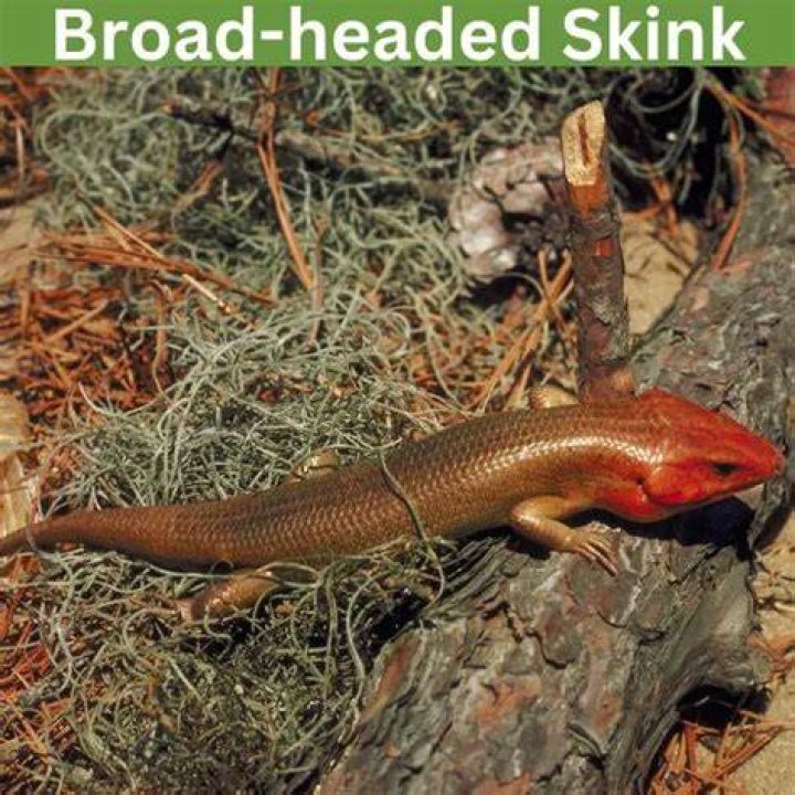 Where do broad headed skinks live?