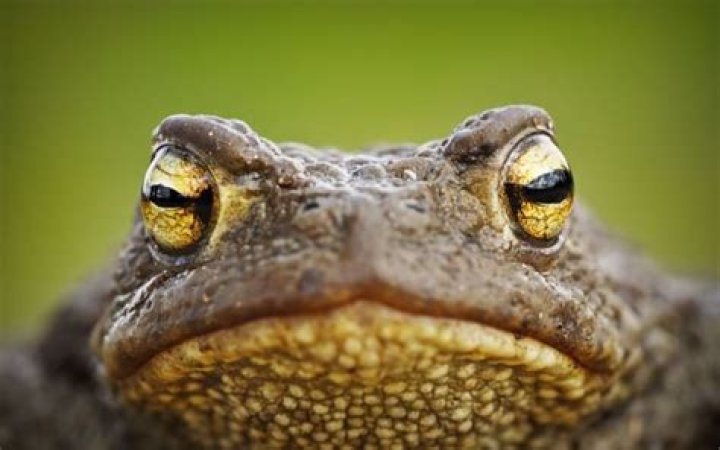 Where do bullfrogs come from?