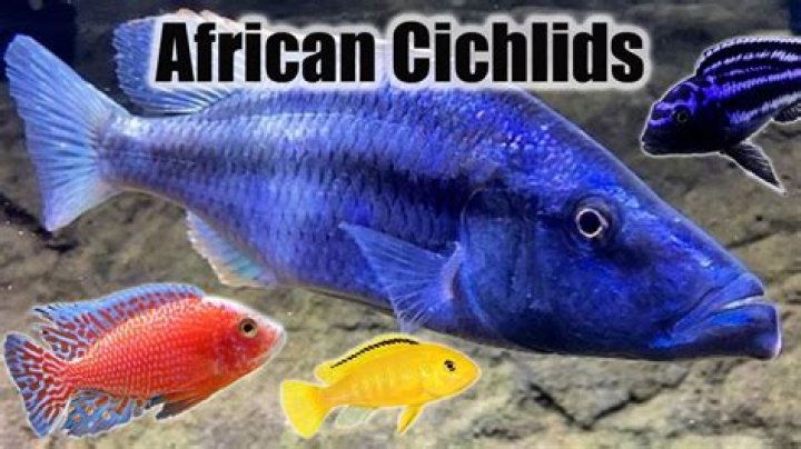 Where do cichlids come from?