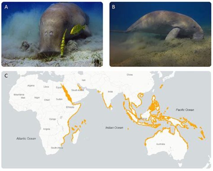 Where do dugongs live?