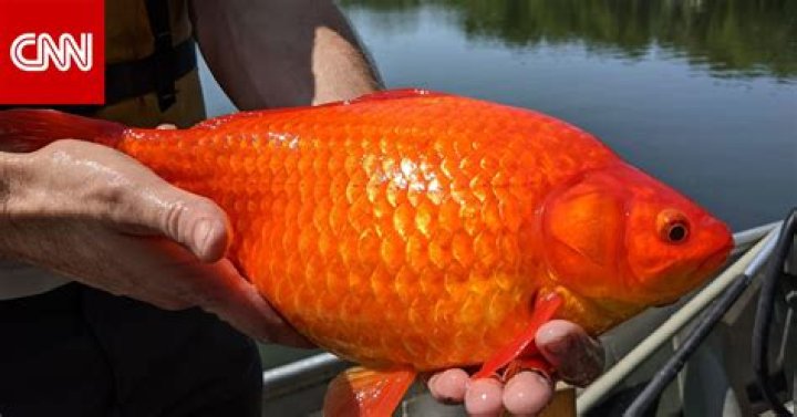 Where do goldfish originally come from?
