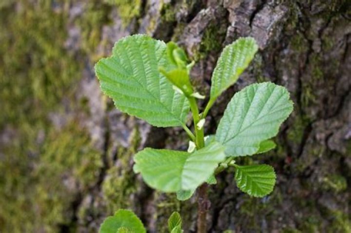 Where do knotty alder trees grow?