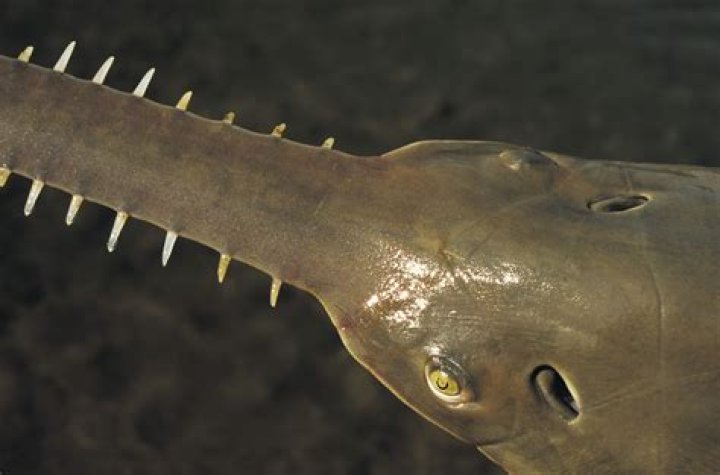Where do largetooth sawfish live?