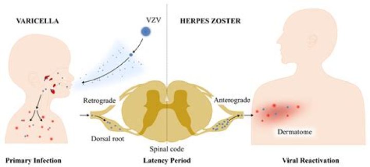 Where do latent herpes virus stay?