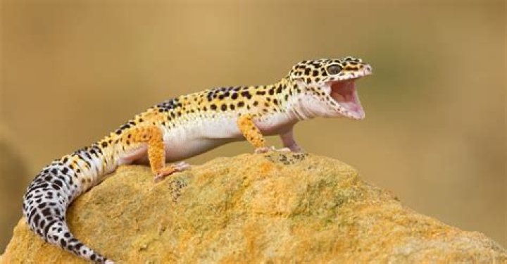 Where do leopard geckos live?