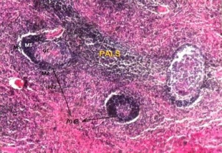 Where do malpighian bodies occur?