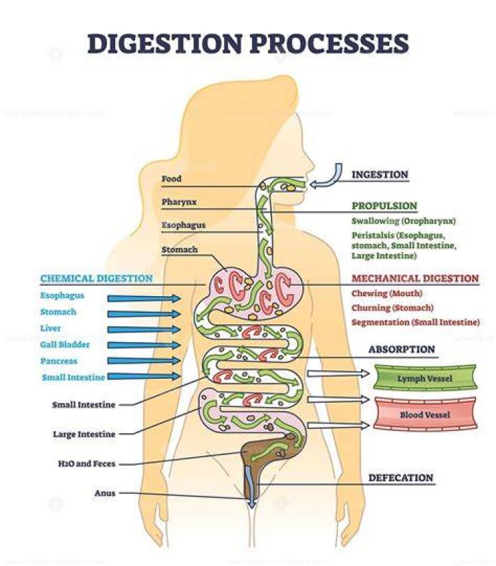 Where do most chemical digestion occur?