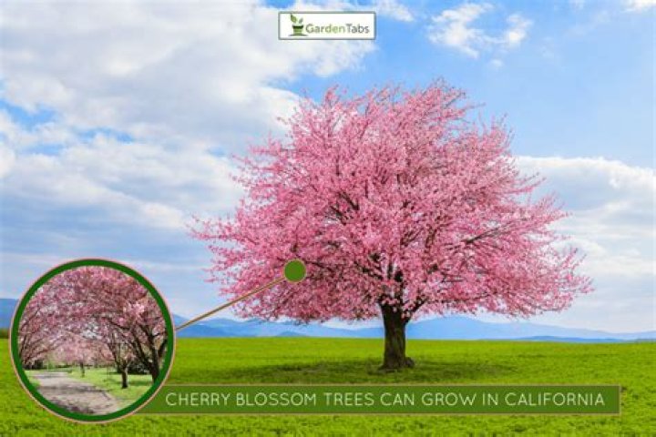 Where do rainier cherry trees grow?