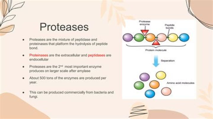 Where do serine proteases cleave?