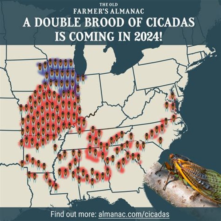 Where do the 17 year cicadas live?