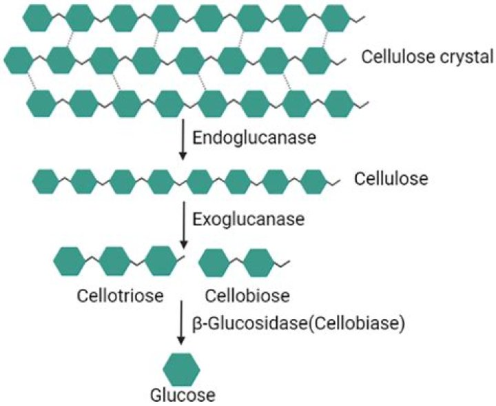 Where do we get cellulose from?