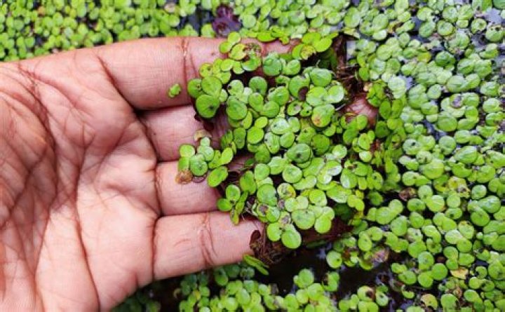 Where does duckweed grow?