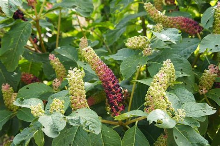 Where does pokeweed grow?