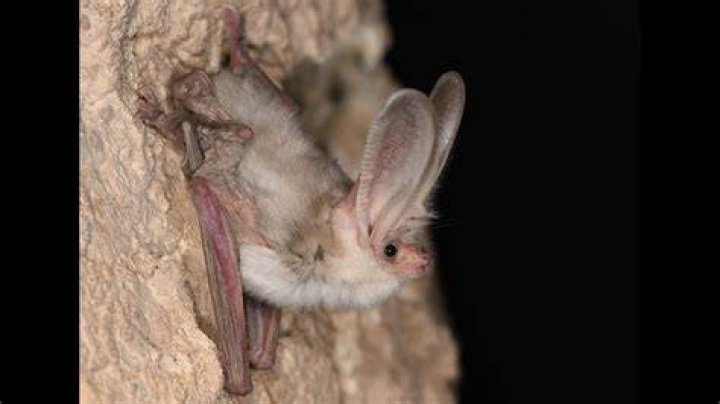 Where does the mouse-eared bat live?