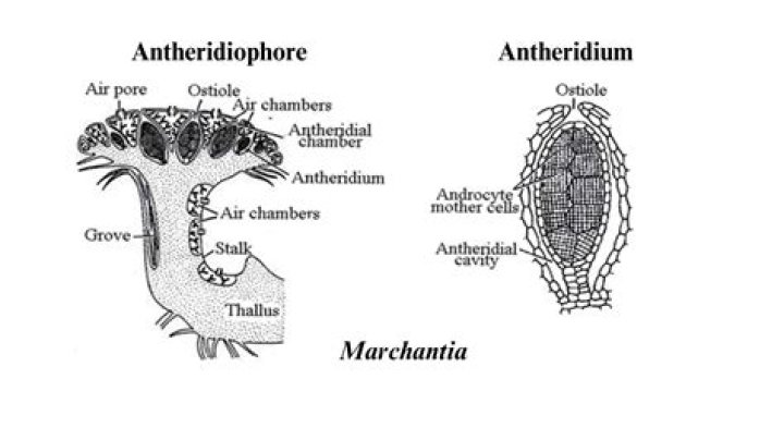 Where is marchantia found?