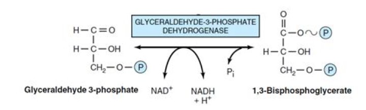 Where is phosphoglycerate mutase located?