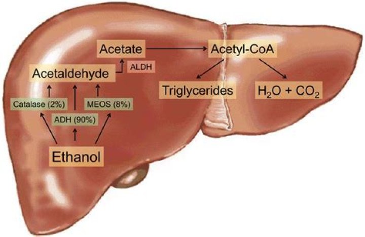 Where is precedex metabolized?