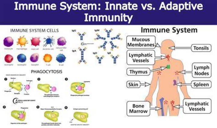 Where is specific immunity?