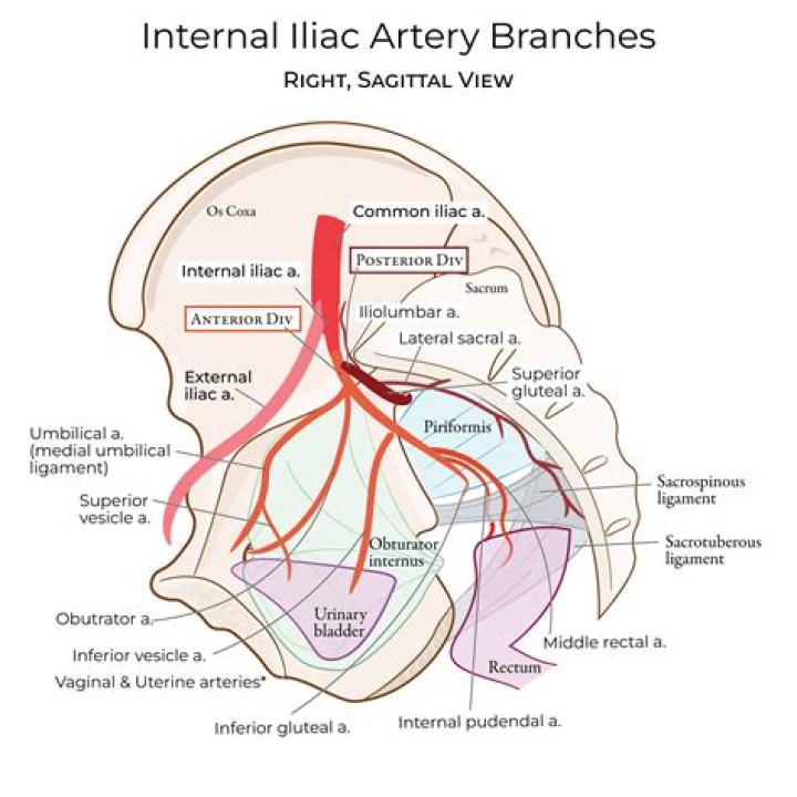 Where is superior vesical artery from?