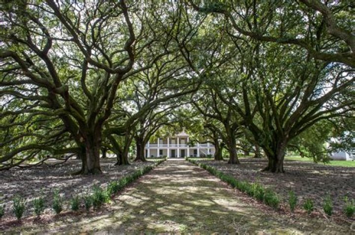 Where is taneyhill plantation?