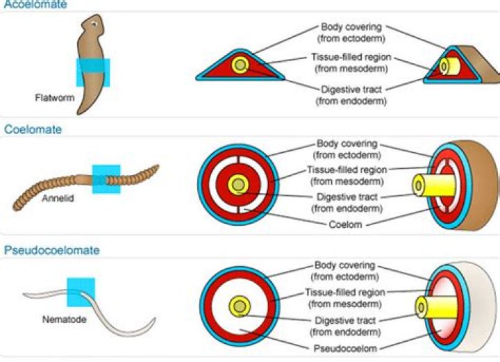 Where is the pseudocoelomate located?